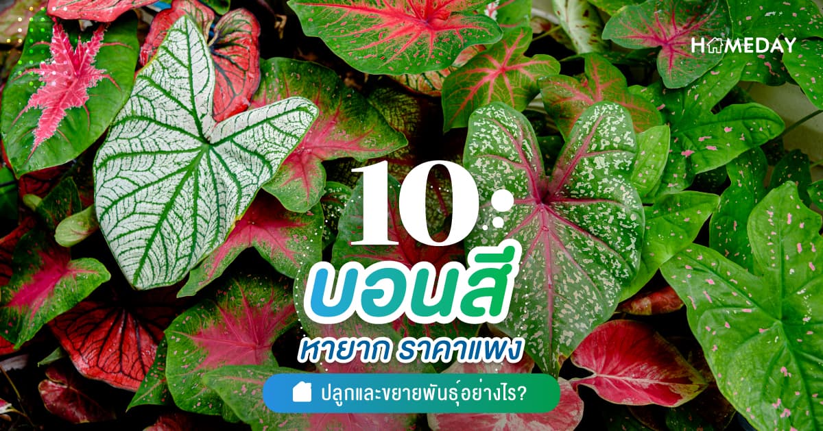 10 บอนสีหายาก ราคาแพง ปลูกและขยายพันธ์ุอย่างไร?