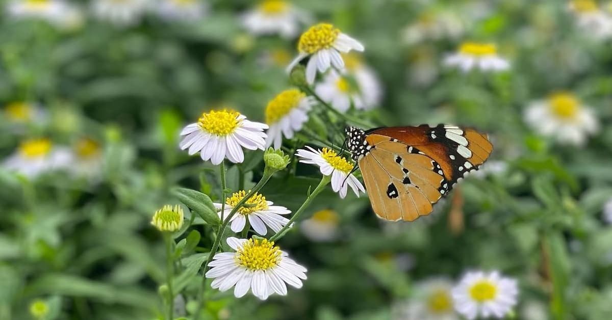 แสนสิริ แบคยาร์ด และ ไร่กำนันจุล เปิดโซนใหม่ ‘บ้านผีเสื้อ’ จาก Little Big wings  Butterfly & Garden 