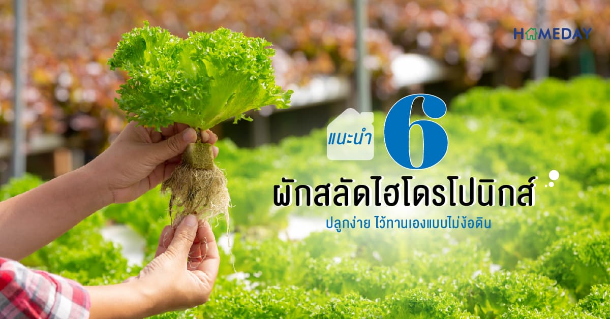 แนะนำ 6 ผักสลัดไฮโดรโปนิกส์ ปลูกง่าย ไว้ทานเองแบบไม่ง้อดิน