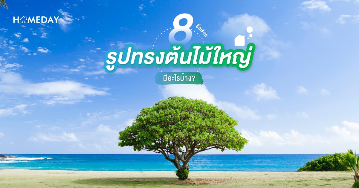 8 ชื่อเรียกรูปทรงต้นไม้ใหญ่ มีอะไรบ้าง?