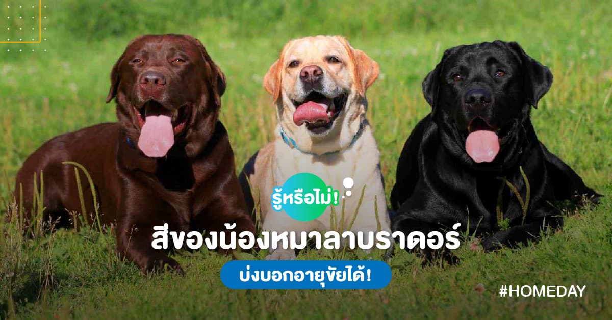 รู้หรือไม่! สีของน้องหมาลาบราดอร์ บ่งบอกอายุขัยได้!