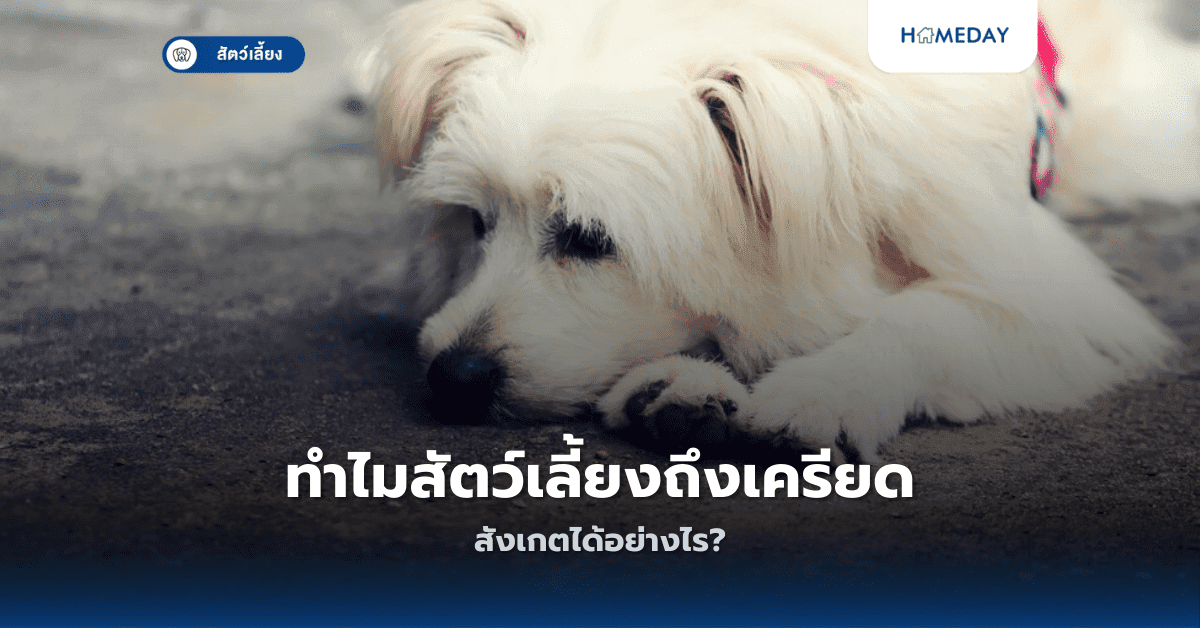 ทำไมสัตว์เลี้ยงถึงเครียด สังเกตได้อย่างไร?