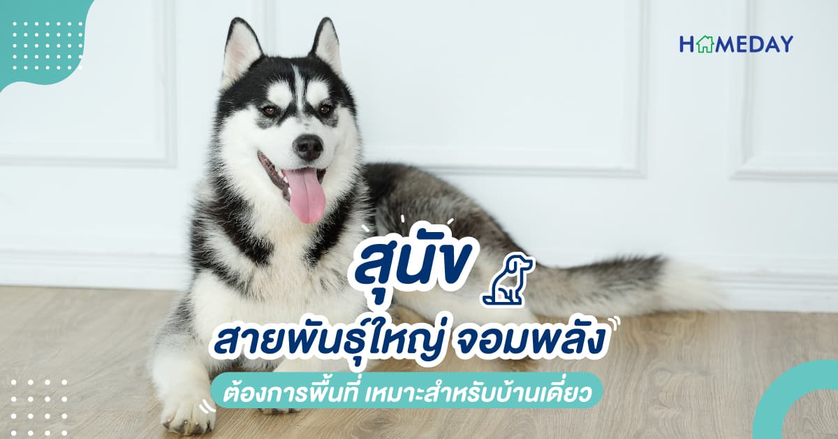 สุนัขสายพันธุ์ใหญ่ จอมพลัง ต้องการพื้นที่ เหมาะสำหรับบ้านเดี่ยว