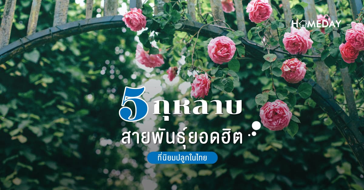 5 กุหลาบสายพันธุ์ยอดฮิตที่นิยมปลูกในไทย