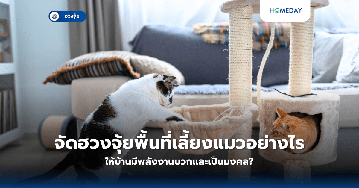 จัดฮวงจุ้ยพื้นที่เลี้ยงแมวอย่างไร ให้บ้านมีพลังงานบวกและเป็นมงคล?