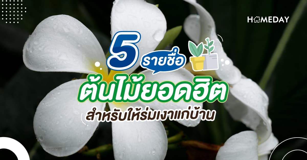 5 รายชื่อต้นไม้ยอดฮิต สำหรับให้ร่มเงาแก่บ้าน