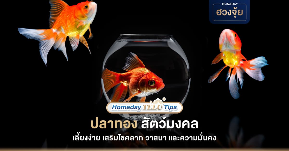 ปลาทอง สัตว์มงคล เลี้ยงง่าย เสริมโชคลาภ วาสนา และความมั่นคง
