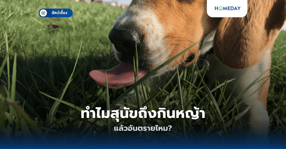 ทำไมสุนัขถึงกินหญ้า แล้วอันตรายไหม?