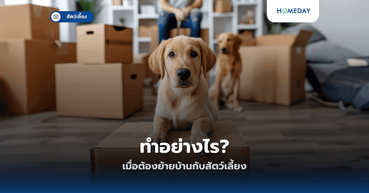 ทำอย่างไรเมื่อต้องย้ายบ้านกับสัตว์เลี้ยง?
