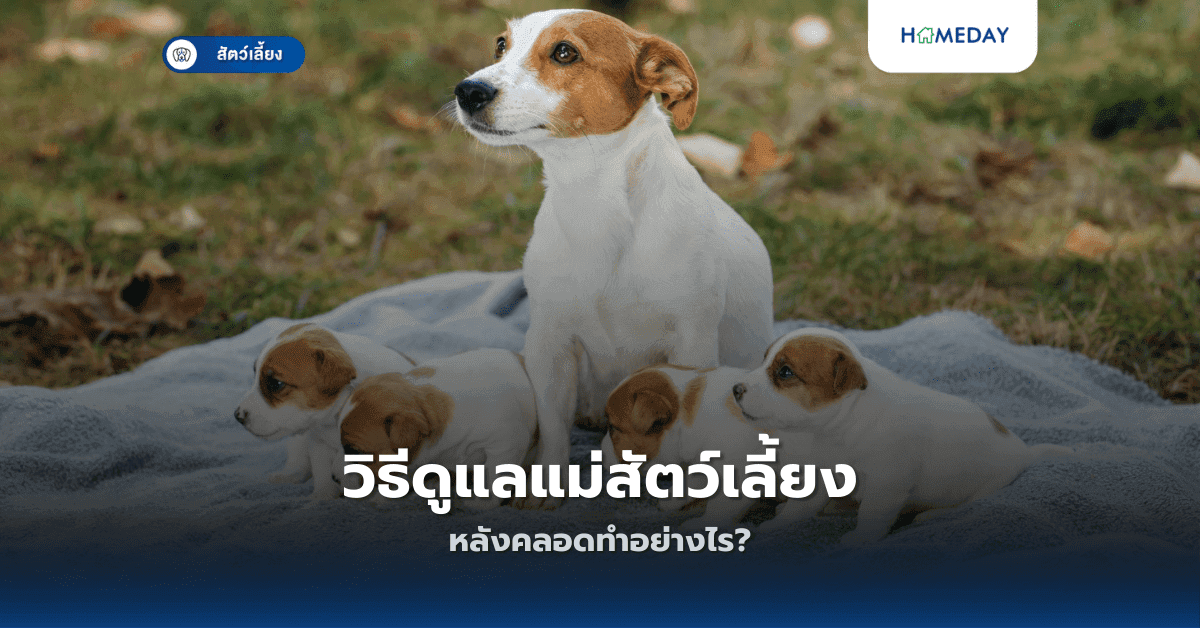 วิธีดูแลแม่สัตว์เลี้ยงหลังคลอดทำอย่างไร?