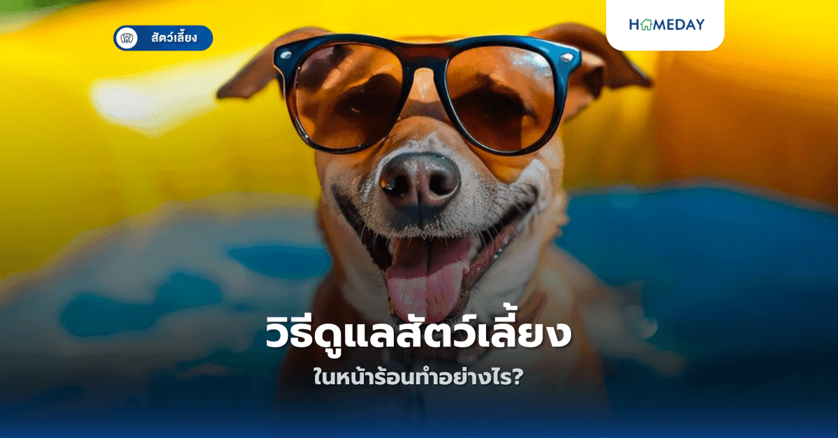 วิธีดูแลสัตว์เลี้ยงในหน้าร้อนทำอย่างไร?