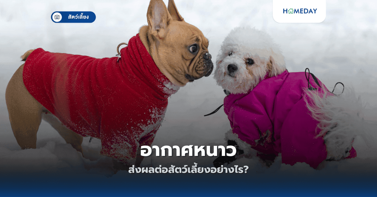 อากาศหนาวส่งผลต่อสัตว์เลี้ยงอย่างไร?