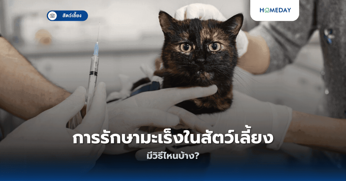 การรักษามะเร็งในสัตว์เลี้ยงมีวิธีไหนบ้าง?