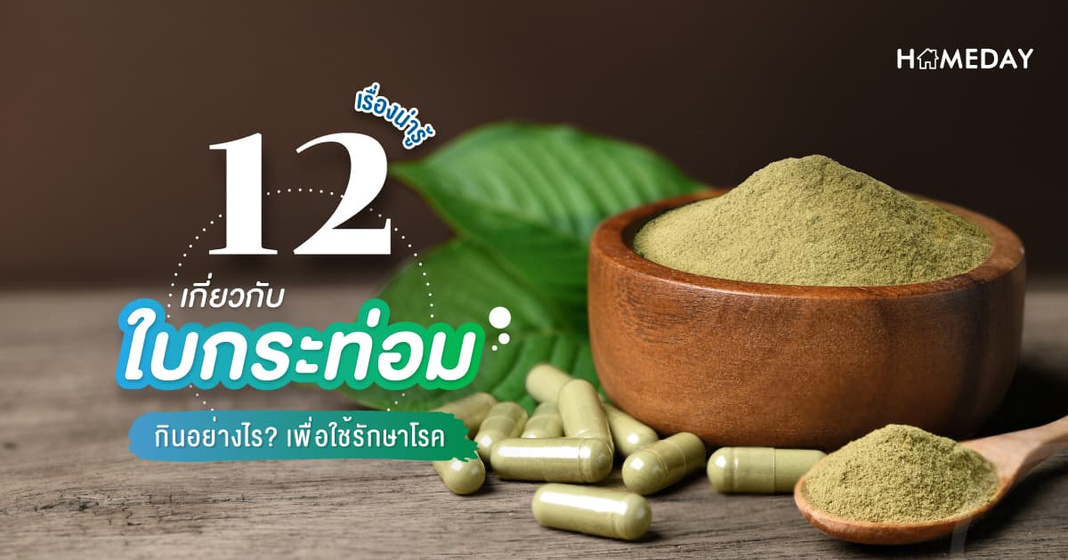 12 เรื่องน่ารู้เกี่ยวกับใบกระท่อม กินอย่างไร? เพื่อใช้รักษาโรค