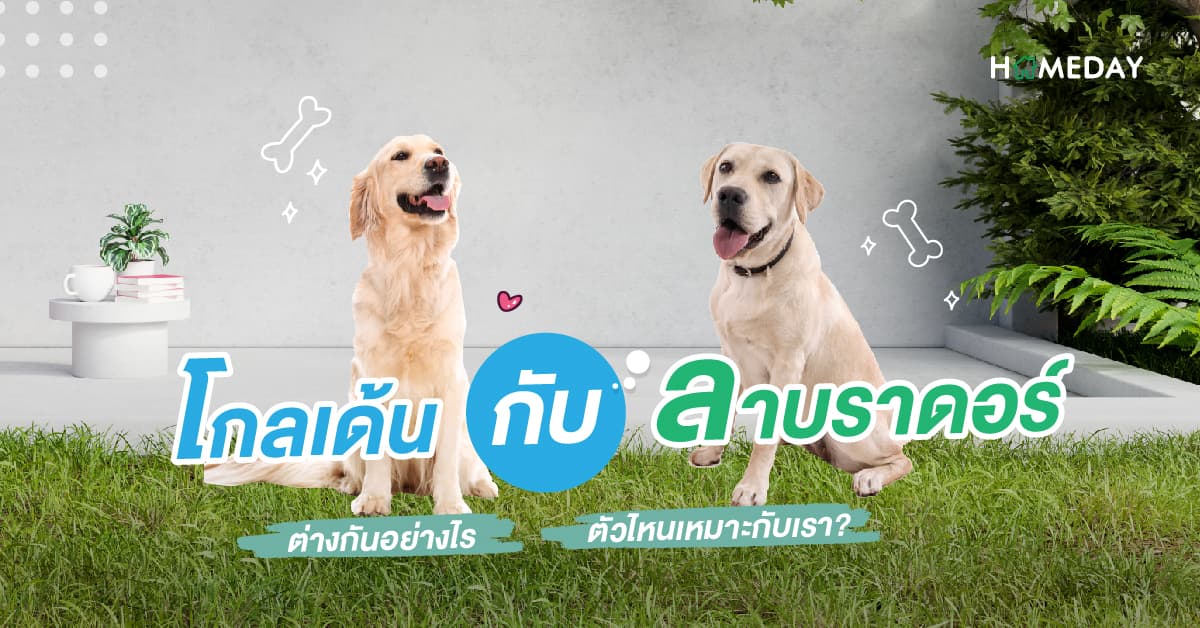 โกลเด้น กับ ลาบราดอร์ ต่างกันอย่างไร ตัวไหนเหมาะกับเรา?