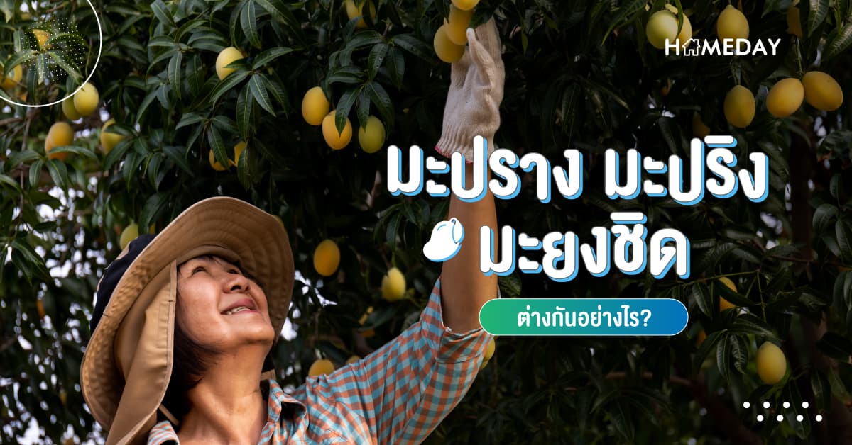 มะปราง มะปริง มะยงชิด ต่างกันอย่างไร?