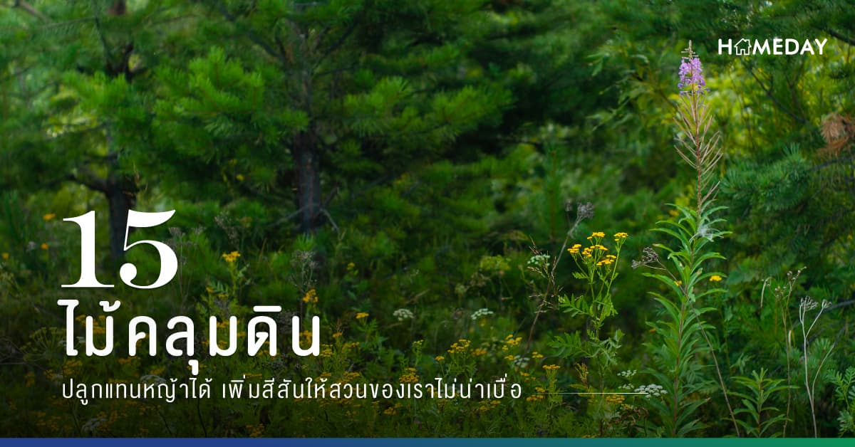 15 ไม้คลุมดิน ปลูกแทนหญ้าได้ เพิ่มสีสันให้สวนของเราไม่น่าเบื่อ