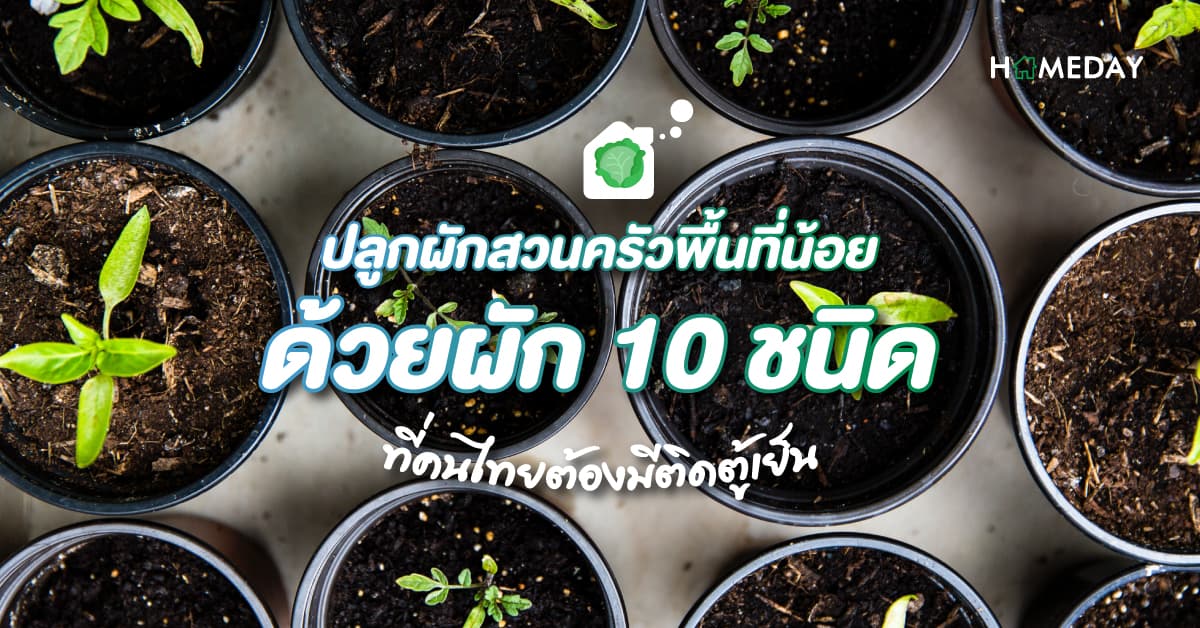 ปลูกผักสวนครัวพื้นที่น้อย ด้วยผัก 10 ชนิด ที่คนไทยต้องมีติดตู้เย็น
