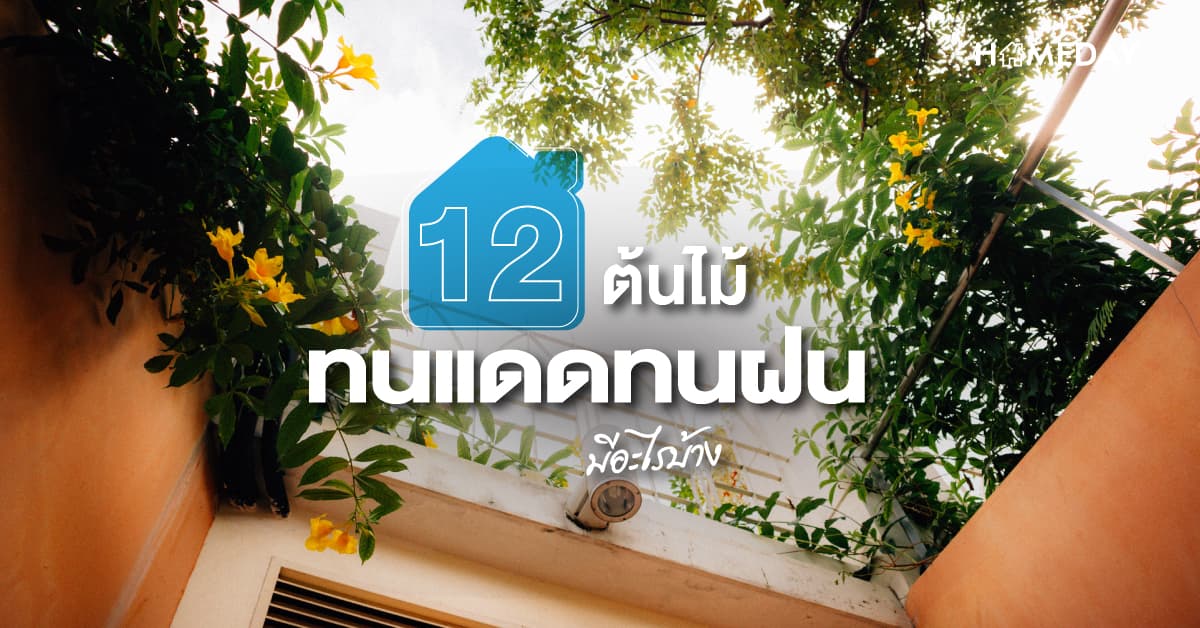 12 ต้นไม้ทนแดดทนฝน มีอะไรบ้าง