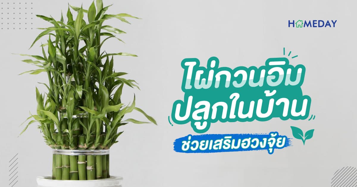 ไผ่กวนอิม ปลูกในบ้าน ช่วยเสริมฮวงจุ้ย