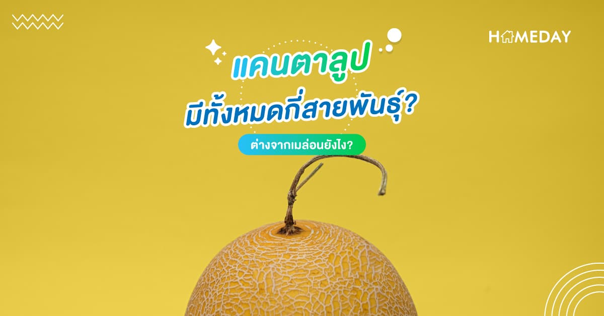 แคนตาลูป มีทั้งหมดกี่สายพันธุ์? ต่างจากเมล่อนยังไง?