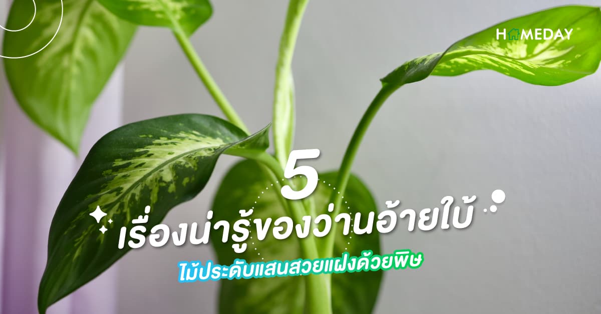 5 เรื่องน่ารู้ของว่านอ้ายใบ้ ไม้ประดับแสนสวยแฝงด้วยพิษ
