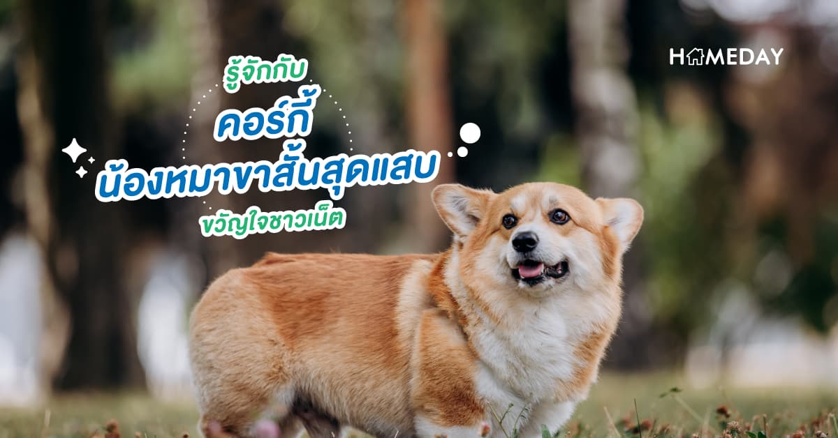 รู้จักกับ คอร์กี้ น้องหมาขาสั้นสุดแสบ ขวัญใจชาวเน็ต