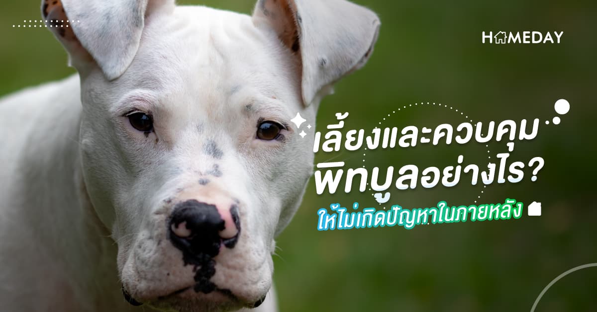 เลี้ยงและควบคุมพิทบูลอย่างไร? ให้ไม่เกิดปัญหาในภายหลัง