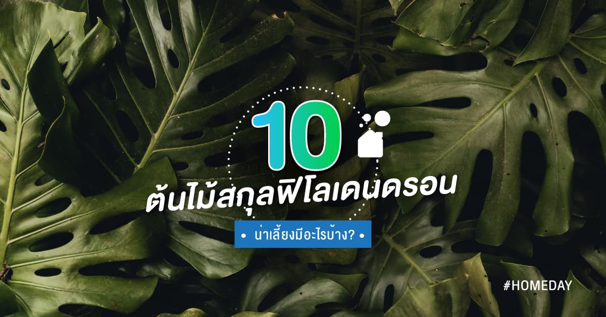10 ต้นไม้สกุลฟิโลเดนดรอนน่าเลี้ยงมีอะไรบ้าง?