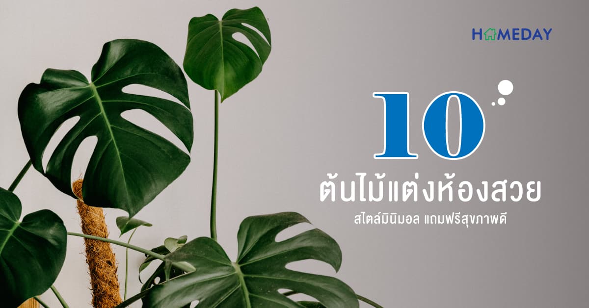 10 ต้นไม้แต่งห้องสวย สไตล์มินิมอล แถมฟรีสุขภาพดี