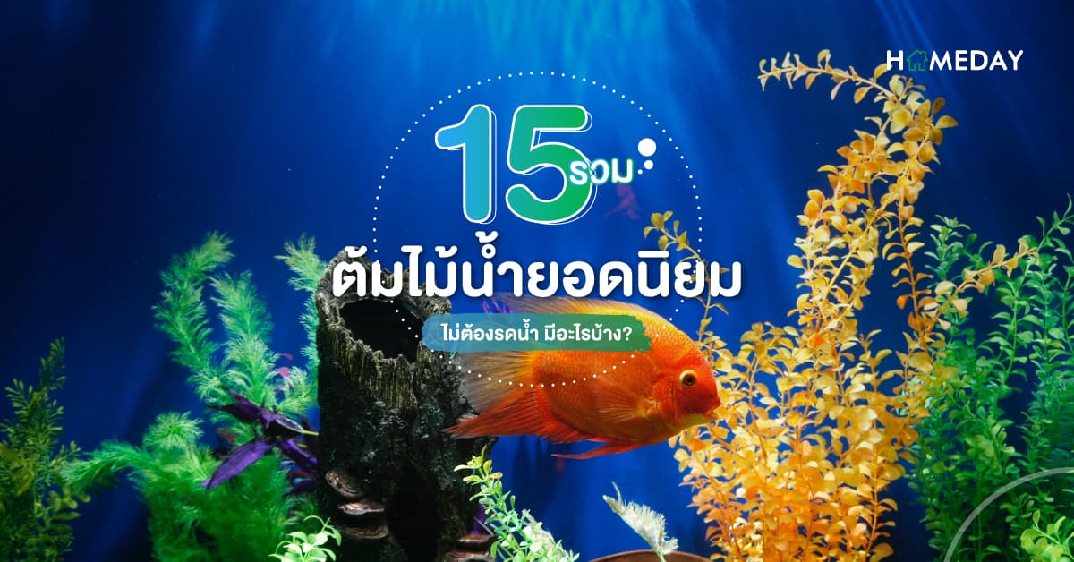 รวม 15 ต้นไม้น้ำยอดนิยม ปลูกง่าย ไม่ต้องรดน้ำ มีอะไรบ้าง?