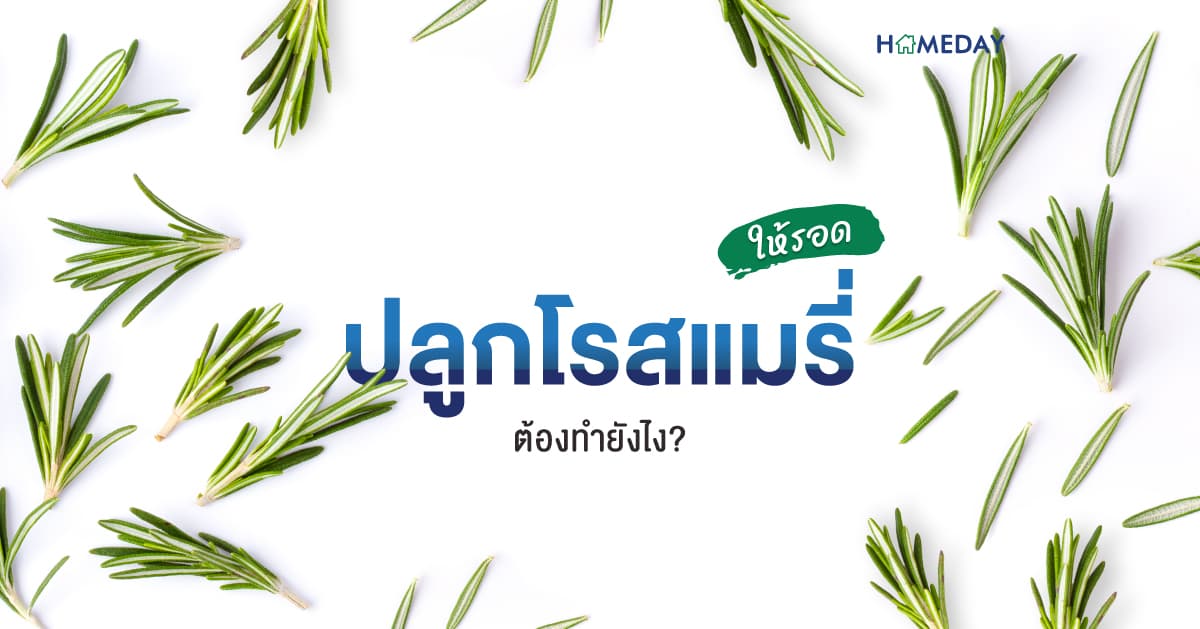 ปลูกโรสแมรี่ให้รอด ต้องทำยังไง?