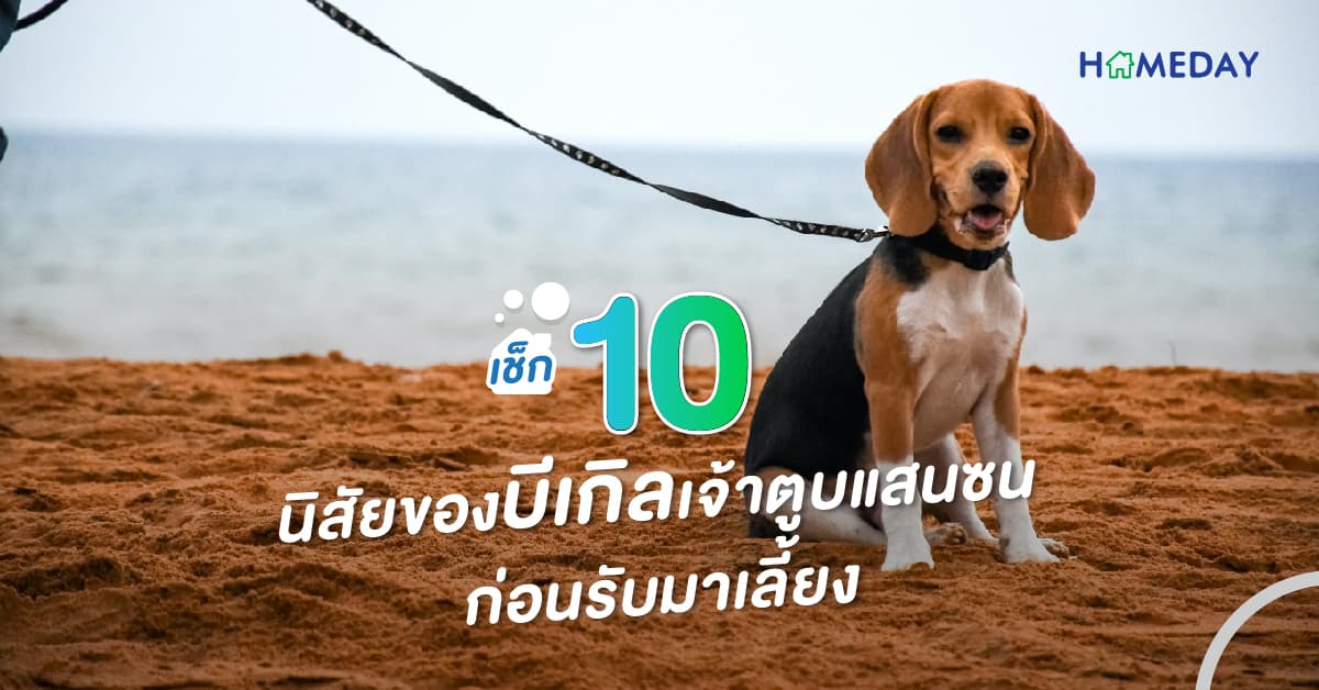 เช็ก 10 นิสัยของบีเกิลเจ้าตูบแสนซน ก่อนรับมาเลี้ยง