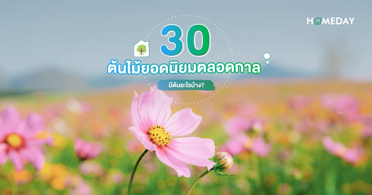 30 ต้นไม้ยอดนิยมตลอดกาล มีต้นอะไรบ้าง?