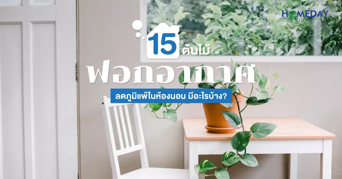 15 ต้นไม้ฟอกอากาศลดภูมิแพ้ในห้องนอน มีอะไรบ้าง?