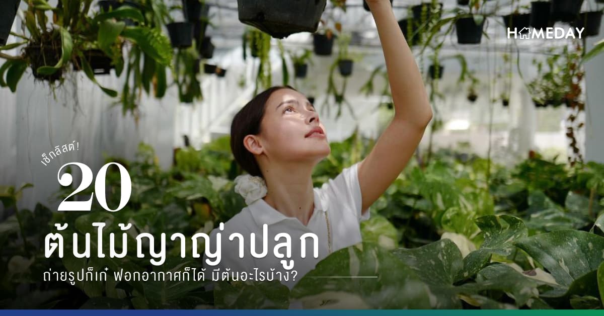 เช็กลิสต์! 20 ต้นไม้ญาญ่าปลูก ถ่ายรูปก็เก๋ ฟอกอากาศก็ได้ มีต้นอะไรบ้าง?