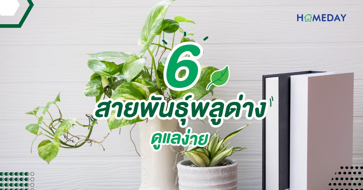 6 สายพันธุ์พลูด่าง ดูแลง่าย