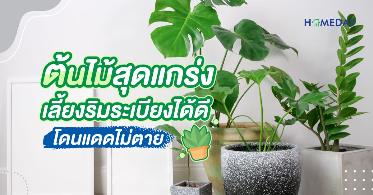 ต้นไม้สุดแกร่ง เลี้ยงริมระเบียงได้ดี โดนแดดไม่ตาย