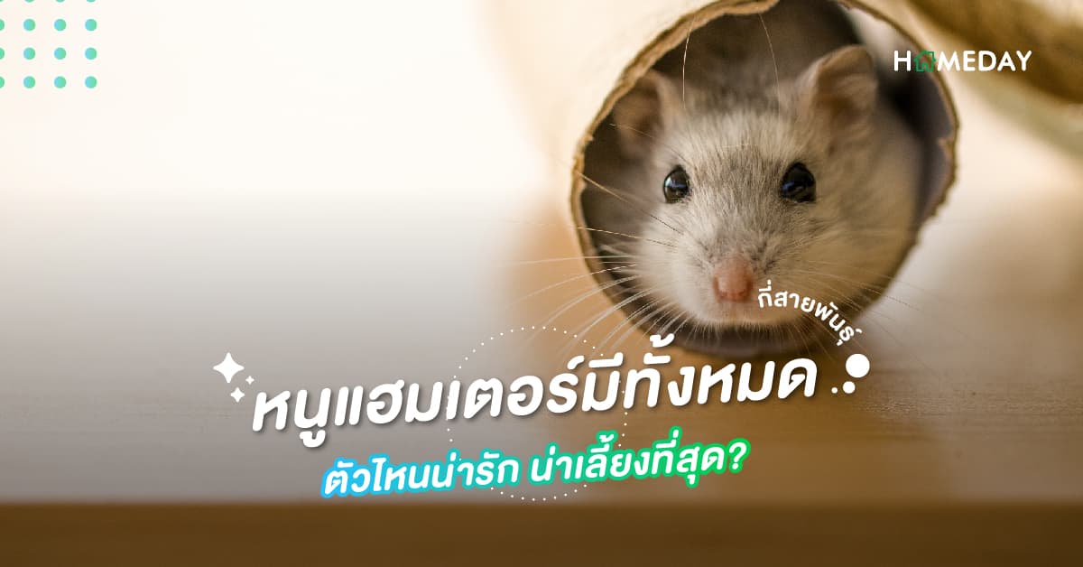 หนูแฮมเตอร์ มีทั้งหมดกี่สายพันธุ์ ตัวไหนน่ารัก น่าเลี้ยงที่สุด?