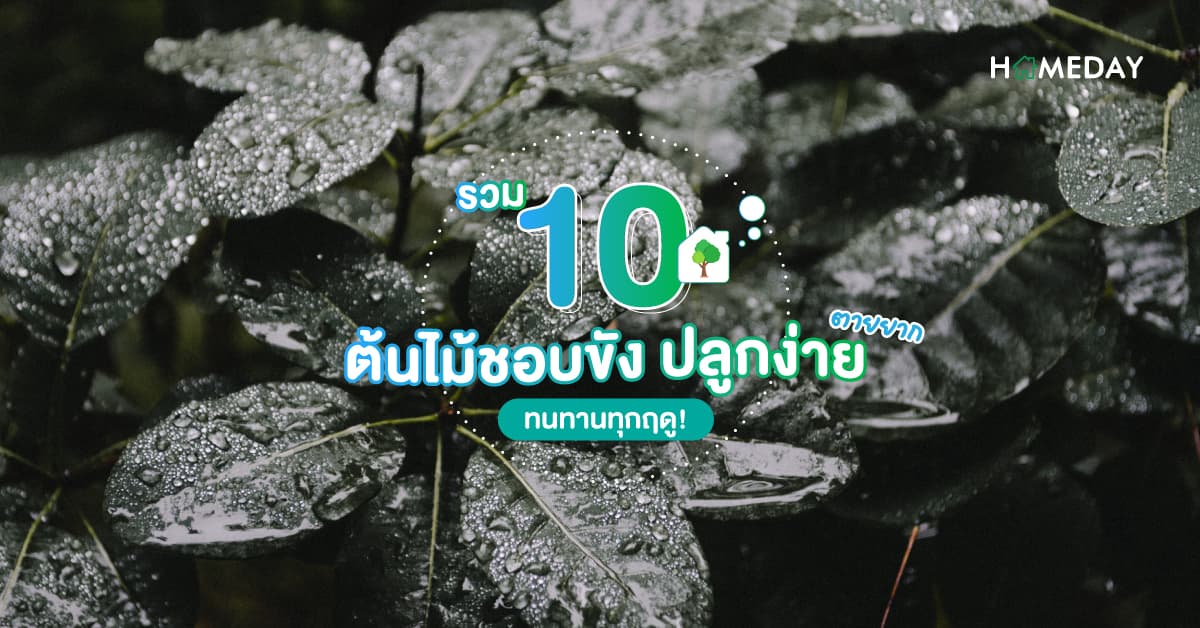 รวม 10 ต้นไม้ ชอบน้ำขัง ปลูกง่าย ตายยาก ทนทานทุกฤดู!