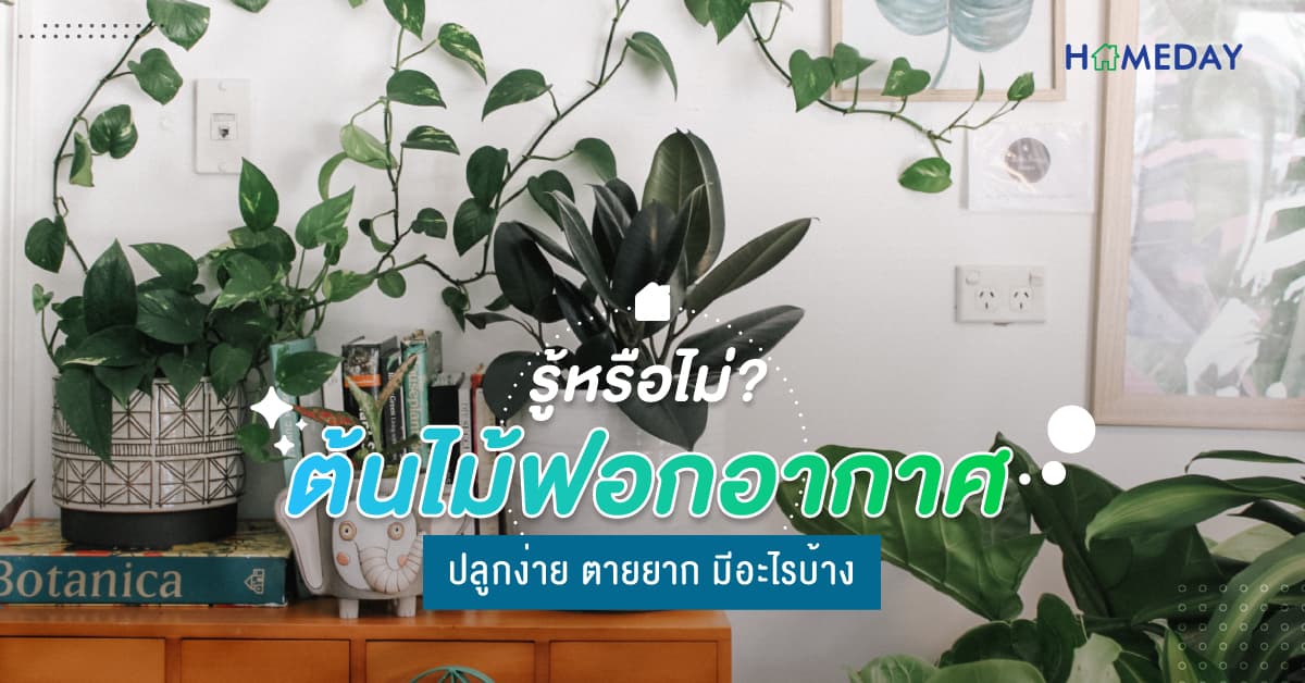 รู้หรือไม่? ต้นไม้ฟอกอากาศ ปลูกง่าย ตายยาก มีอะไรบ้าง