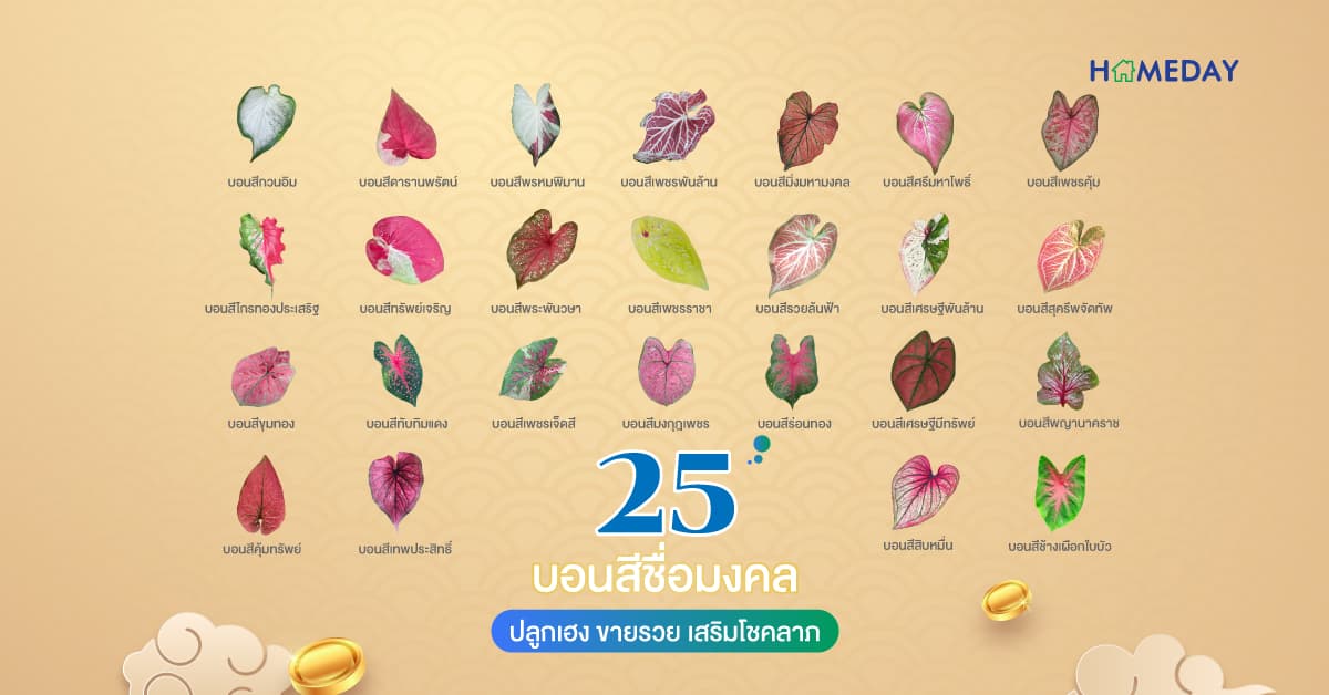 รวม 25 บอนสีชื่อมงคล ปลูกเฮง ขายรวย เสริมโชคลาภ