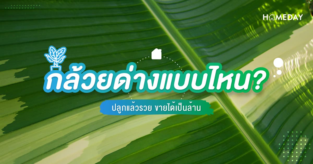 กล้วยด่างแบบไหน? ที่ปลูกแล้วรวย ขายได้เป็นล้าน