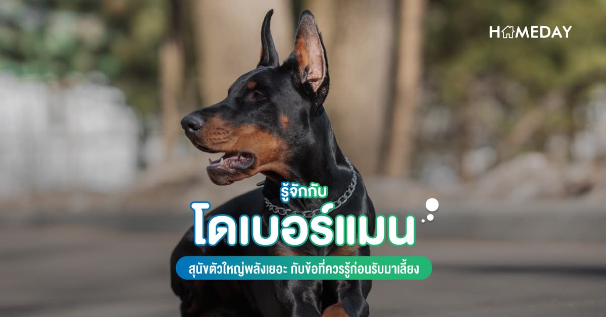 รู้จักกับ โดเบอร์แมน สุนัขตัวใหญ่พลังเยอะ กับข้อที่ควรรู้ก่อนรับมาเลี้ยง