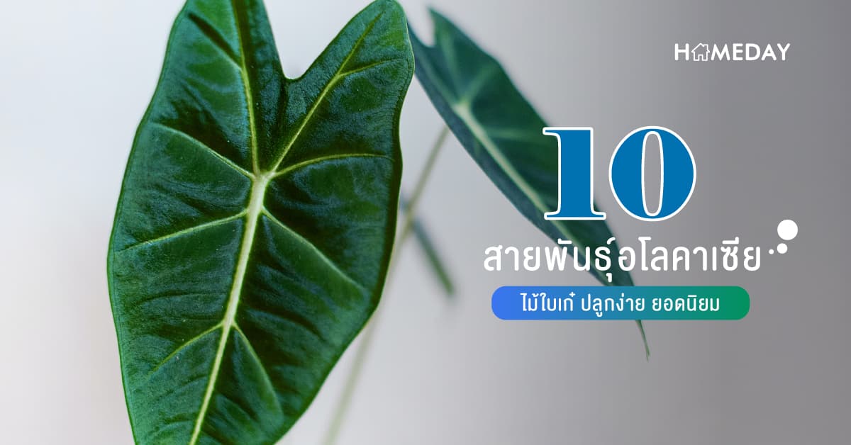 10 สายพันธุ์อโลคาเซีย ไม้ใบเก๋ ปลูกง่าย ยอดนิยม