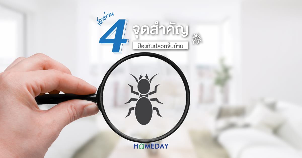 เช็กด่วน 4 จุดสำคัญ ป้องกันปลวกขึ้นบ้าน