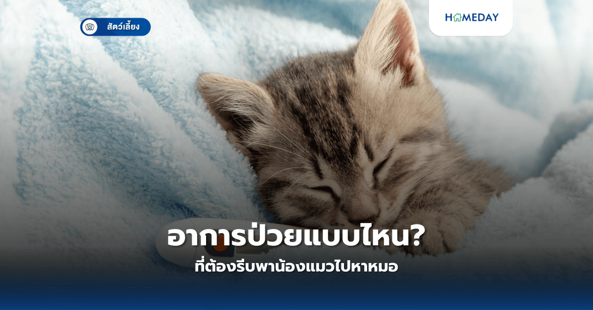 อาการป่วยแบบไหนที่ต้องรีบพาน้องแมวไปหาหมอ?