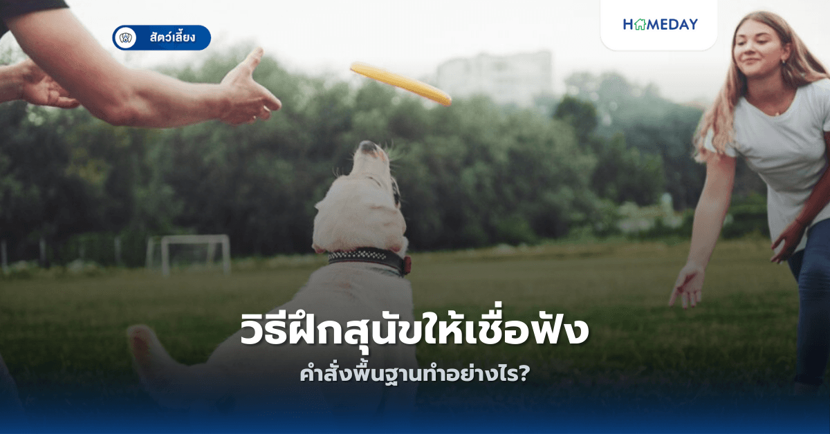 วิธีฝึกสุนัขให้เชื่อฟังคำสั่งพื้นฐานทำอย่างไร?