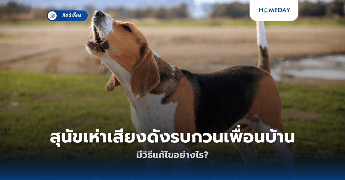 สุนัขเห่าเสียงดังรบกวนเพื่อนบ้าน มีวิธีแก้ไขอย่างไร?