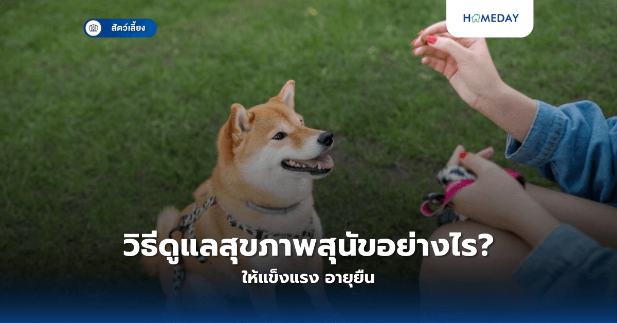 วิธีดูแลสุขภาพสุนัขอย่างไรให้แข็งแรง อายุยืน?